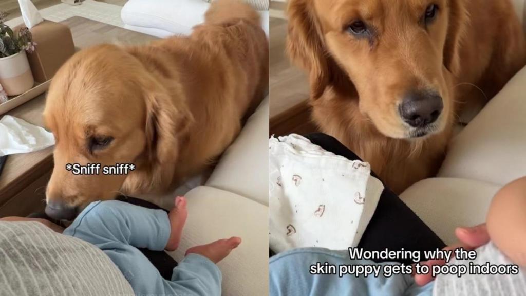 Golden Retriever Discovers Baby’s Bathroom Privileges & Calls Out the Double Standard