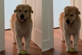 Golden Retriever Gets Two Walks in the Morning & Then Starts Guilt-Tripping for More
