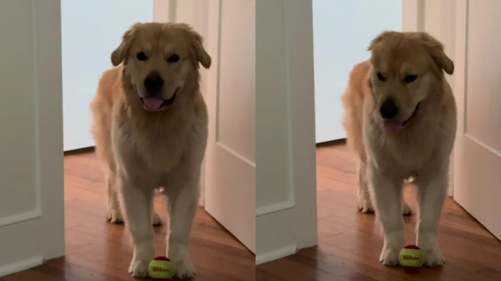 Golden Retriever Gets Two Walks in the Morning & Then Starts Guilt-Tripping for More