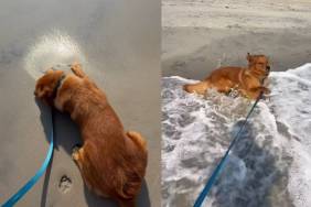Golden Retriever Thought He Knew All About the Ocean Until the First Wave Arrived