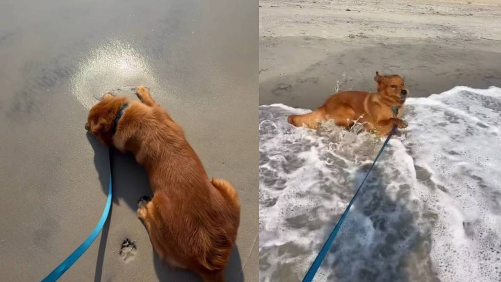 Golden Retriever Thought He Knew All About the Ocean Until the First Wave Arrived