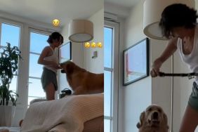 Golden Retriever Makes Putting His Collar on as Difficult as Humanly Possible