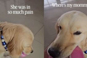 Golden Retriever Comforts Sick Mom, Then Cries When She Leaves for the Hospital