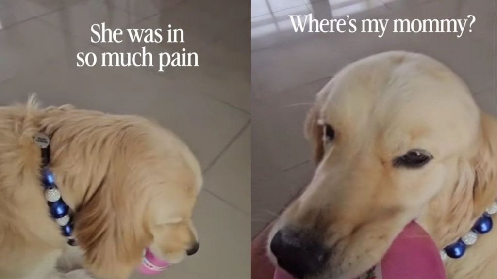 Golden Retriever Comforts Sick Mom, Then Cries When She Leaves for the Hospital