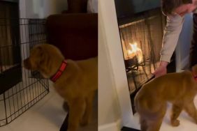 Golden Retriever Puppy Studies the Fireplace From Every Angle, Then Makes a Bold Move