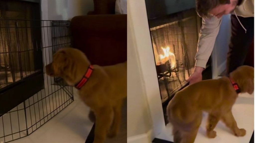 Golden Retriever Puppy Studies the Fireplace From Every Angle, Then Makes a Bold Move