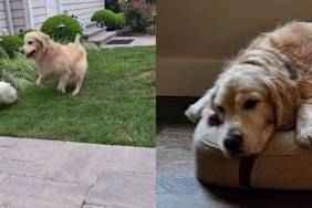 Golden Retriever ‘Lost Her Spunk’ Until an Unlikely Duck Friend Changed Everything