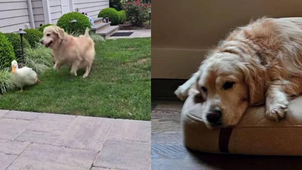 Golden Retriever ‘Lost Her Spunk’ Until an Unlikely Duck Friend Changed Everything