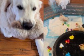 Golden Retriever Screams When Mom Catches Him Committing a Crime in Front of the ‘Babies’