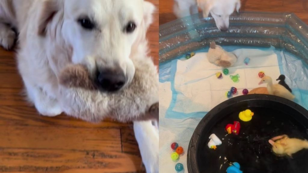 Golden Retriever Screams When Mom Catches Him Committing a Crime in Front of the ‘Babies’
