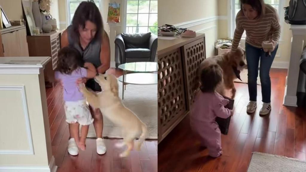 Golden Retriever Puppy Greets Grandma Just Like How Her Furry Brother Did