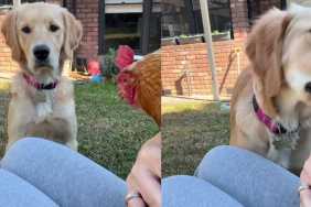 Golden Retriever Has All Kinds of Questions After Seeing a Hen
