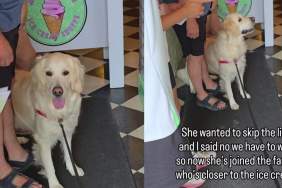 Golden Retriever Is Told She Can’t Skip the Ice Cream Line, but She Immediately Finds Another Way