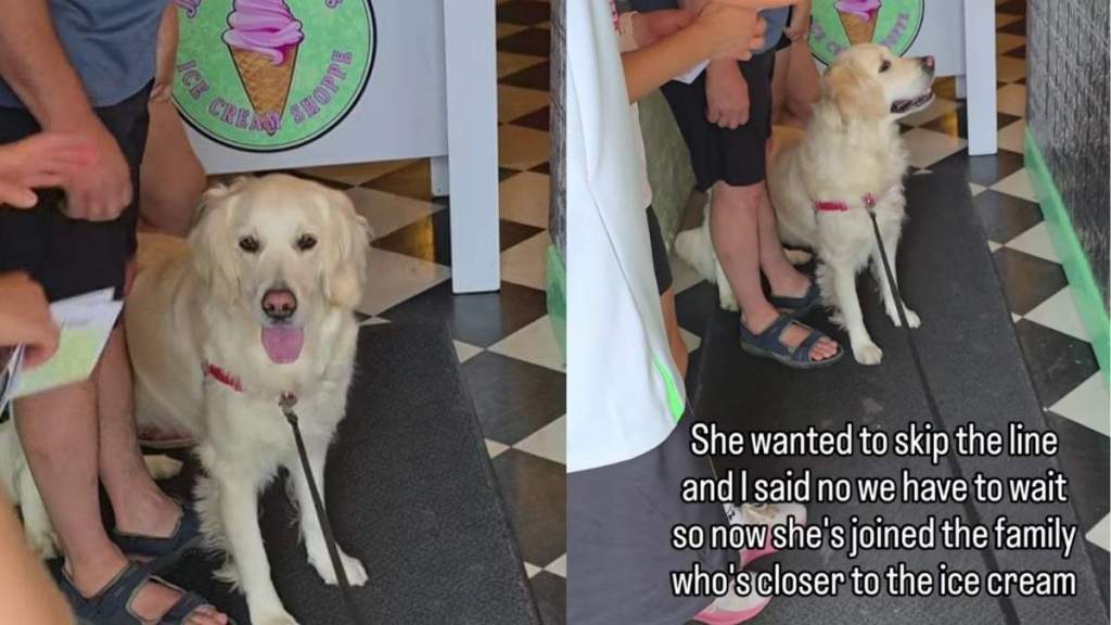 Golden Retriever Is Told She Can’t Skip the Ice Cream Line, but She Immediately Finds Another Way