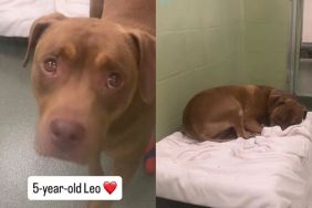 Shelter Dog’s Whole World Changes Overnight After Family Surrenders Him, Leaving Him Confused & Sad