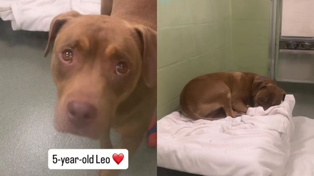 Shelter Dog’s Whole World Changes Overnight After Family Surrenders Him, Leaving Him Confused & Sad