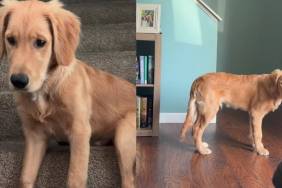 Golden Retriever’s Early Morning Plan Sends Mom Into Full Panic Mode