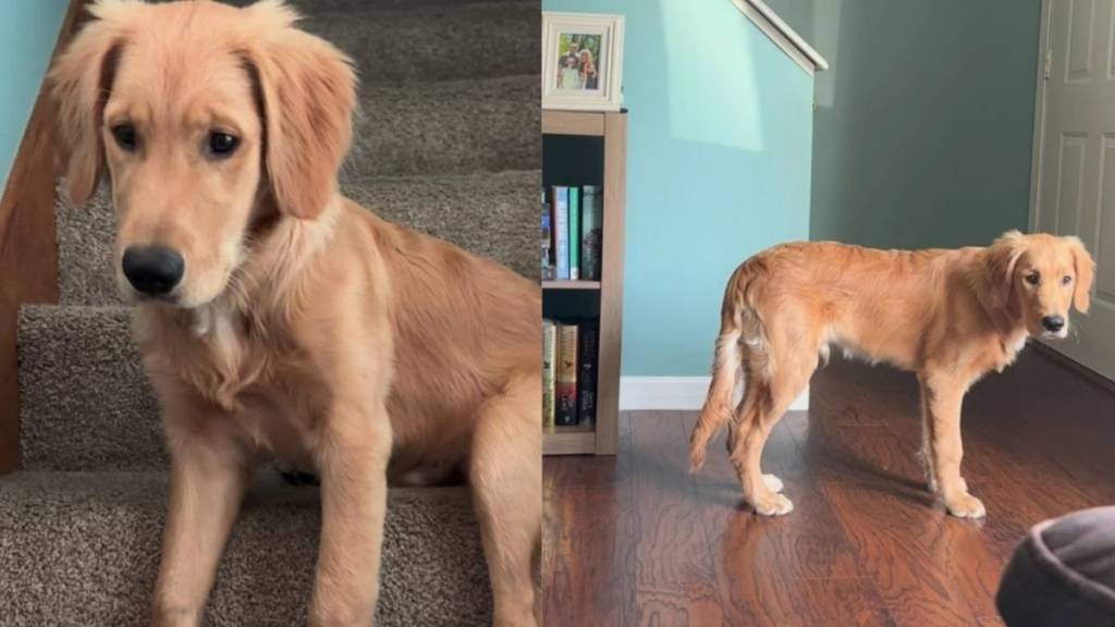 Golden Retriever’s Early Morning Plan Sends Mom Into Full Panic Mode