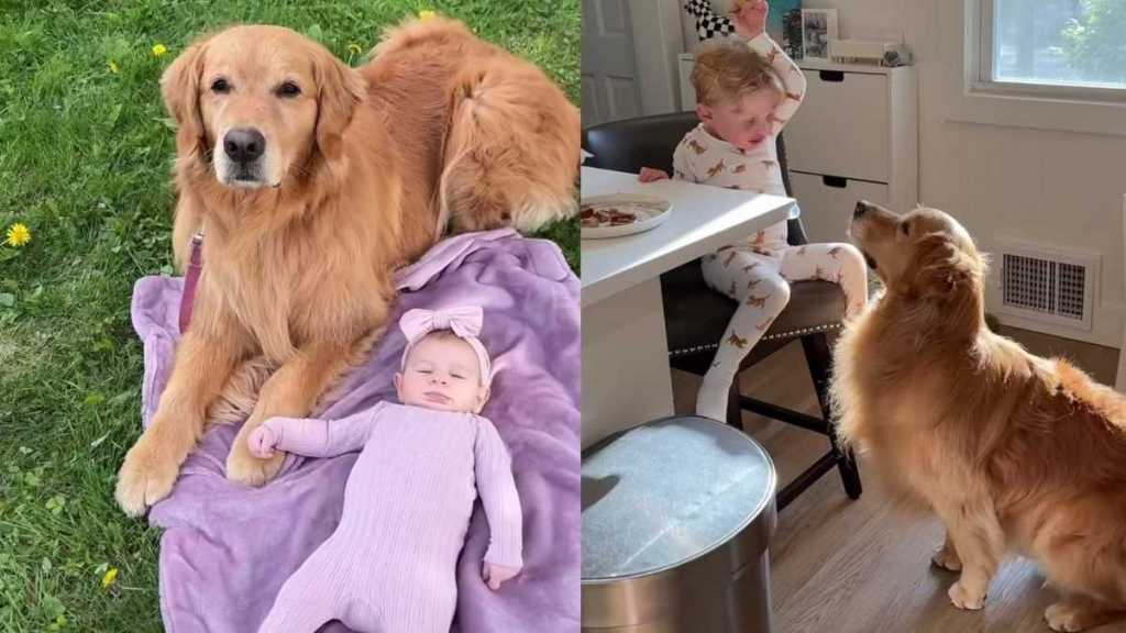 Golden Retriever Gets a New Job as Kids' Nanny — and He’s Completely Locked In