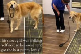Golden Retriever Walks Herself Around With Her Leash Looking for Pets