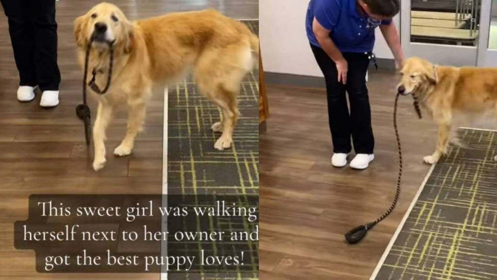 Golden Retriever Walks Herself Around With Her Leash Looking for Pets