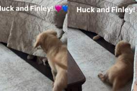 Golden Retriever Puppy Turns the Couch Into a Battleground Trying To Reach His Furry Brother