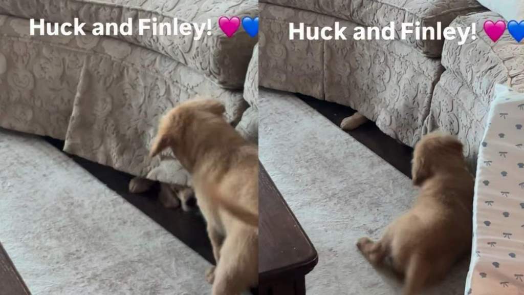Golden Retriever Puppy Turns the Couch Into a Battleground Trying To Reach His Furry Brother
