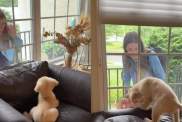 Golden Retriever Puppy Wakes up to Mom’s Love & Instantly Gives It Back