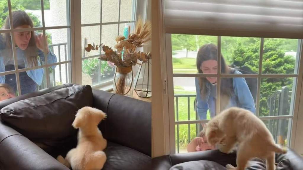 Golden Retriever Puppy Wakes up to Mom’s Love & Instantly Gives It Back