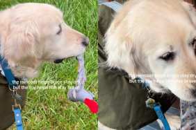 Senior Rescue Dog Carries the One Toy That Helps Him Stay Brave on Even the Rainiest Days