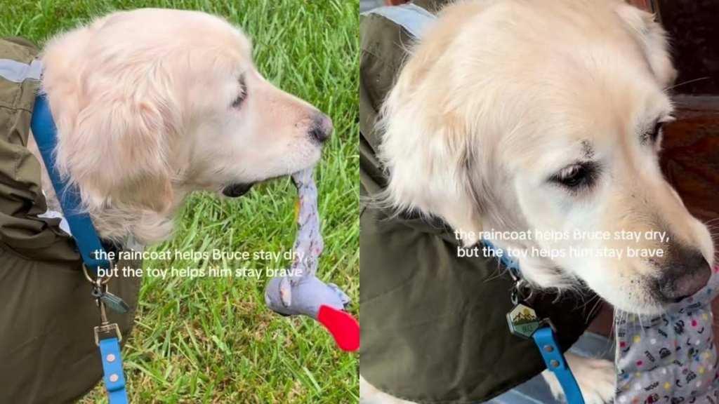 Senior Rescue Dog Carries the One Toy That Helps Him Stay Brave on Even the Rainiest Days