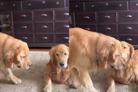 Golden Retriever Plays Invisible Super Spy To Impress Furry Sibling