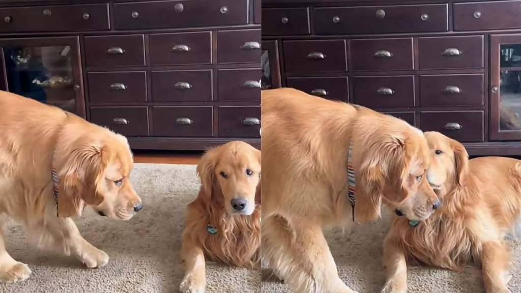 Golden Retriever Plays Invisible Super Spy To Impress Furry Sibling