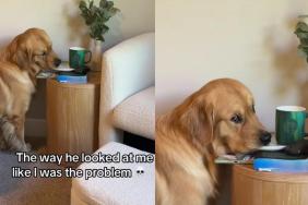 Golden Retriever Pauses Mid-Lick To Give Owner the Most Judgmental Side-Eye