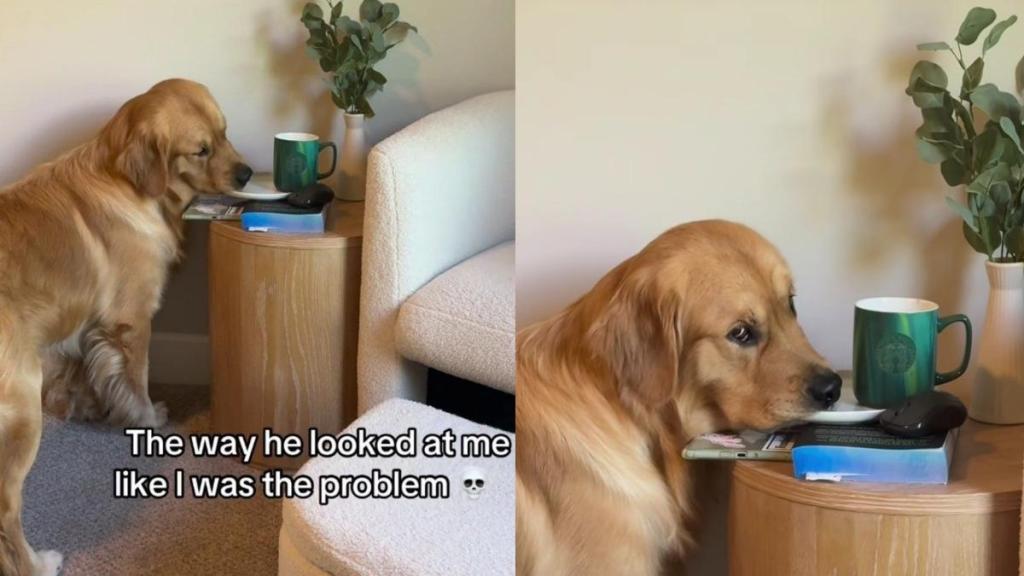 Golden Retriever Pauses Mid-Lick To Give Owner the Most Judgmental Side-Eye