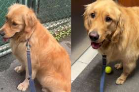 Golden Retriever Waits at Empty Tennis Court Hoping Someone Will Throw a Ball, Then This Happens