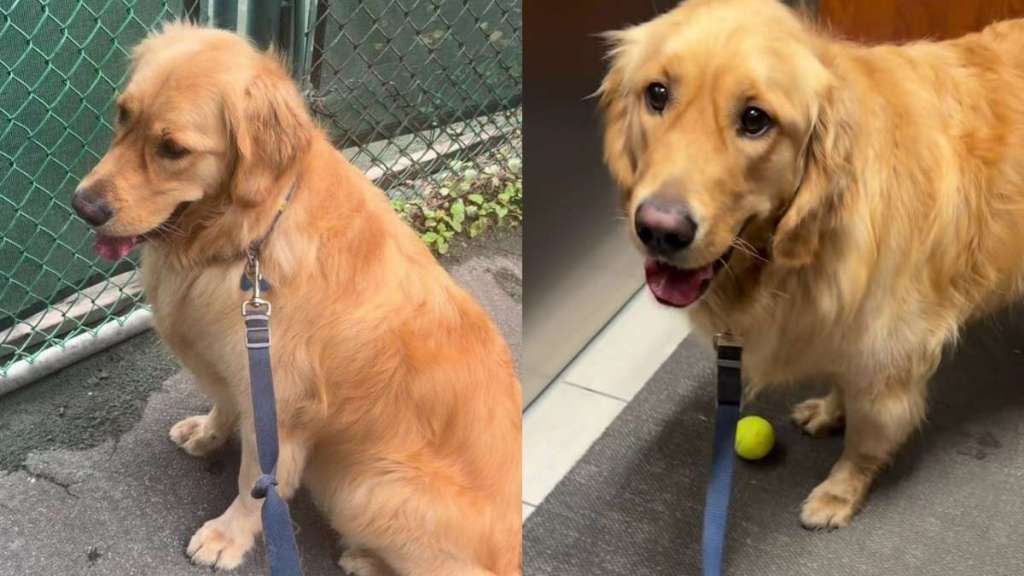 Golden Retriever Waits at Empty Tennis Court Hoping Someone Will Throw a Ball, Then This Happens