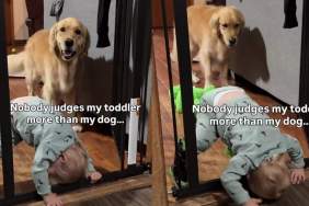 Golden Retriever Watches Toddler Attempt Wild Indoor Stunt & Cannot Hide His Judgement
