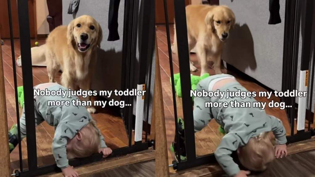 Golden Retriever Watches Toddler Attempt Wild Indoor Stunt & Cannot Hide His Judgement