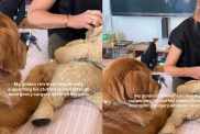 Golden Retriever Comforts Beloved Stuffed Toy During a Very Important ‘Operation’
