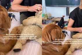Golden Retriever Comforts Beloved Stuffed Toy During a Very Important ‘Operation’