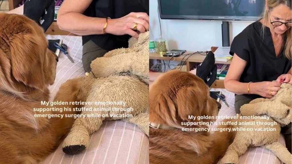 Golden Retriever Comforts Beloved Stuffed Toy During a Very Important ‘Operation’