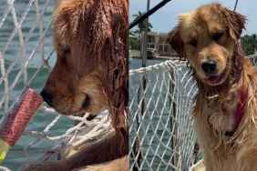 Golden Retriever Beams With Joy After Figuring Out How To Push Toy Into Water