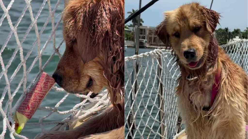 Golden Retriever Beams With Joy After Figuring Out How To Push Toy Into Water