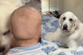 Golden Retriever Acts Tough in Front of Baby Until a Thunderstorm Calls His Bluff