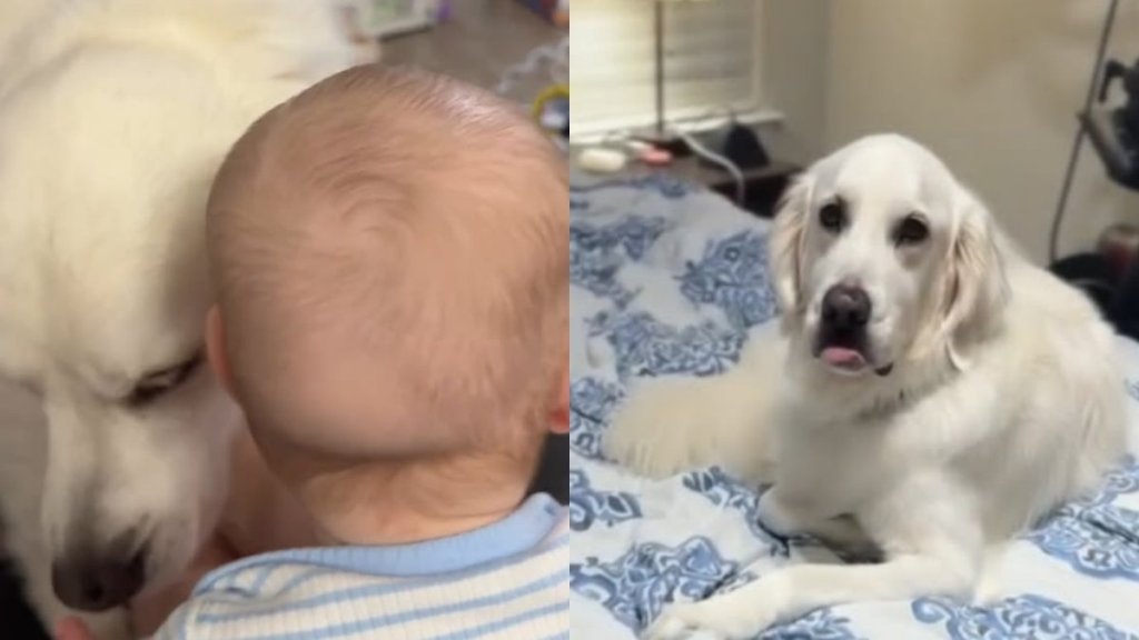Golden Retriever Acts Tough in Front of Baby Until a Thunderstorm Calls His Bluff
