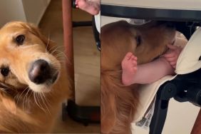 Golden Retriever Discovers Perks of Having a Baby Sibling & Uses It to Her Advantage