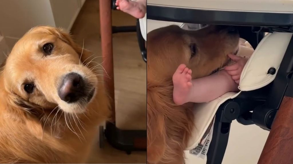 Golden Retriever Discovers Perks of Having a Baby Sibling & Uses It to Her Advantage