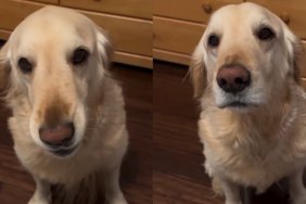 Golden Retriever Almost Says 'Check the Clock' When Dinner Is Late