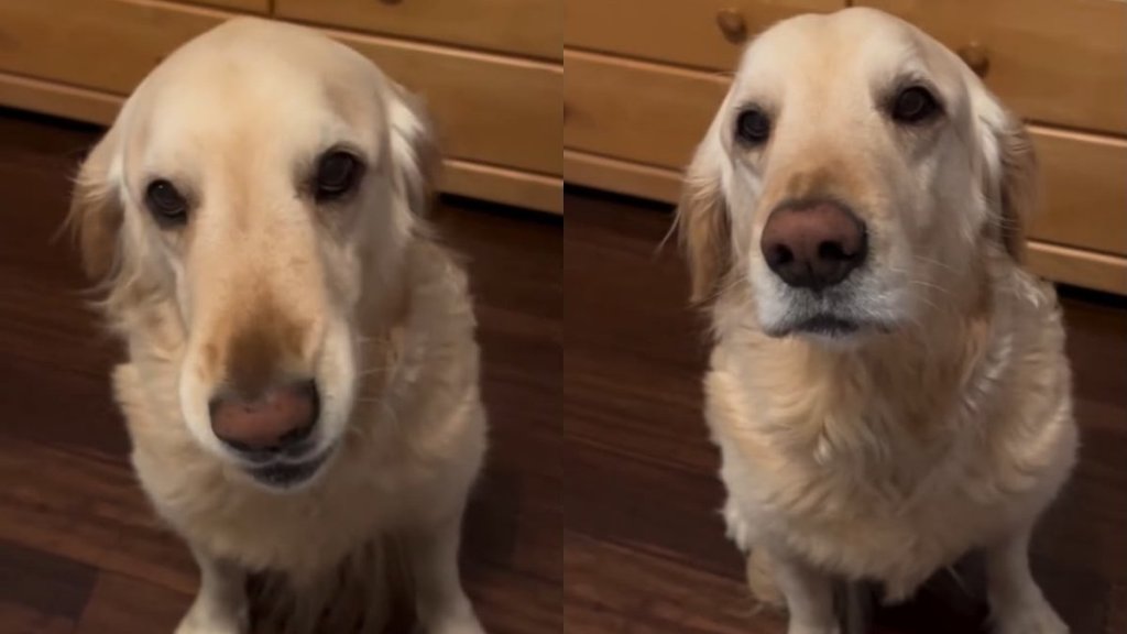 Golden Retriever Almost Says 'Check the Clock' When Dinner Is Late